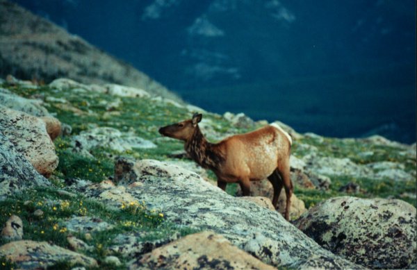 Elk - Rocky Mountain National Park elev. 13,186 ft  *Lars Wyka ©1999