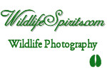 CLiCK Here for Wildlife  Spirits Nature Photography Collections
