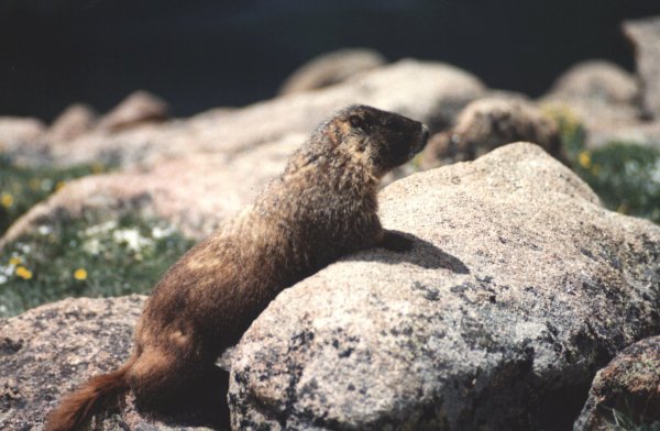 Marmot - Rocky Mountain National Park elev. 13,542 ft  *Lars Wyka ©1999