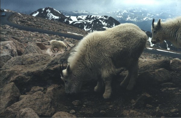 Rocky Mountain Goats on Mount Evans elev. 14,246 ft  *Lars Wyka ©1999