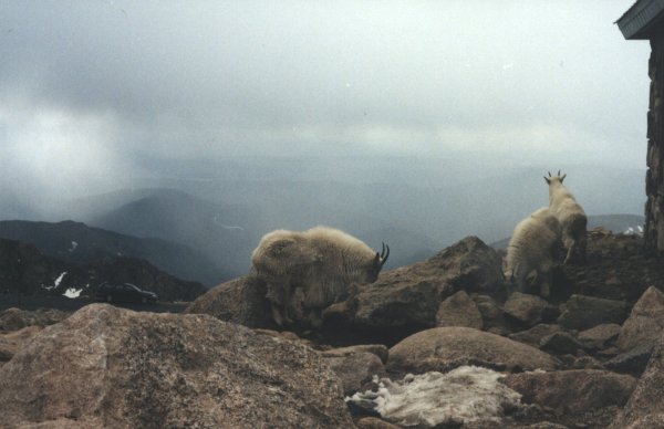 Rocky Mountain Goats on Mount Evans elev. 14,246 ft  *Lars Wyka ©1999